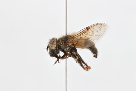 Eristalinus andersoni (Bezzi, 1915)