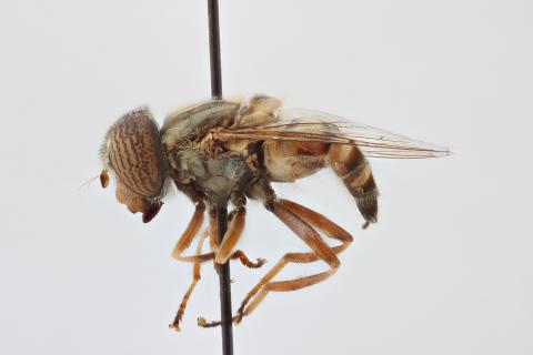 Eristalinus barclayi Bezzi, 1915