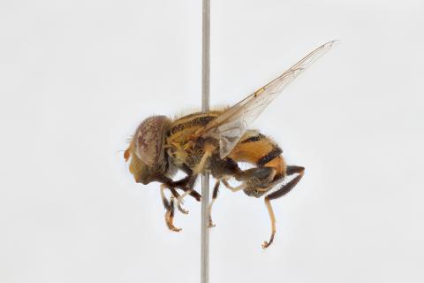 Eristalinus exopthalmus Keiser, 1971
