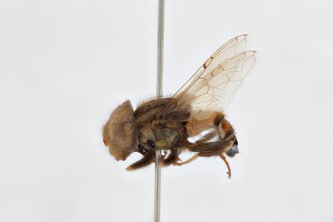 Eristalinus flaveolus (Bigot, 1880)