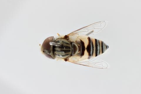Eristalinus megacephalus Rossi, 1794