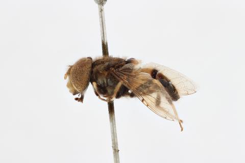 Eristalinus monozonus Hervé-Bazin
