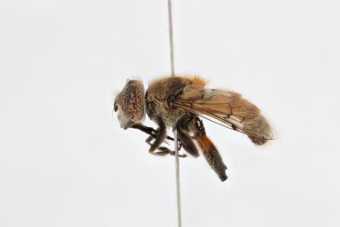 Eristalinus myiatropinus Speiser, 1910