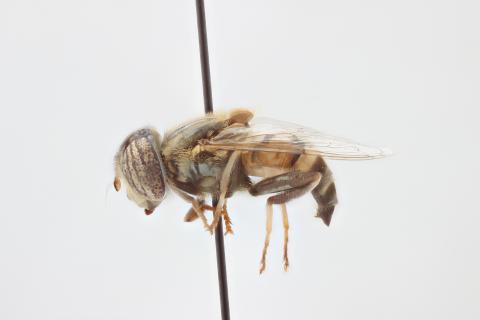 Eristalinus quinquelineatus (Fabricius, 1781)