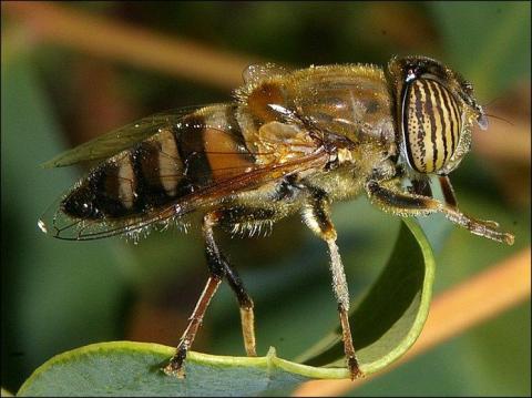 Eristalinus taeniops Wiedemann, 1818
