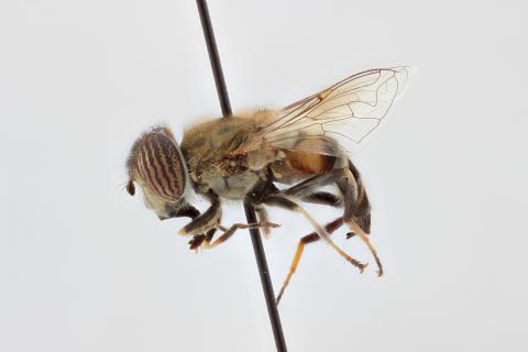 Eristalinus goergeni De Smet & Jordaens