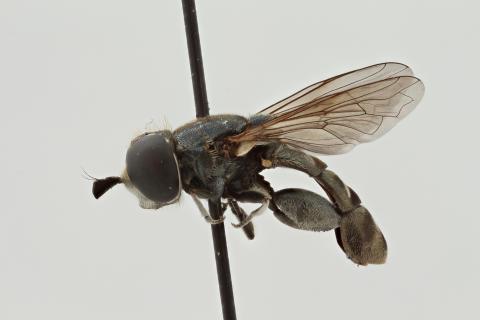 Eumerus triangularis Hervé-Bazin, 1913