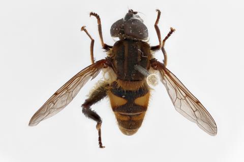 Mesembrius nigriceps Curran, 1927