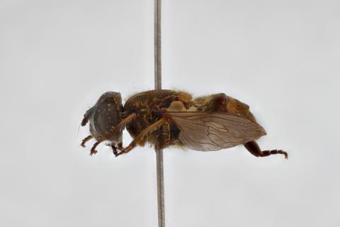 Mesembrius nigriceps Curran, 1927