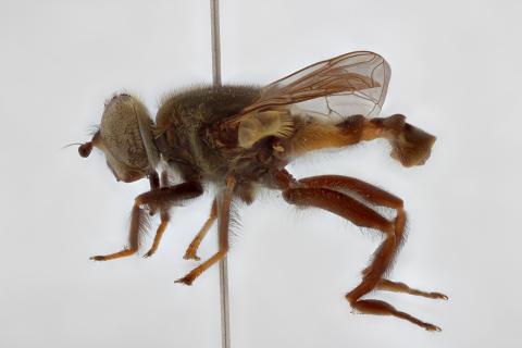 Mesembrius tarsatus Bigot, 1883