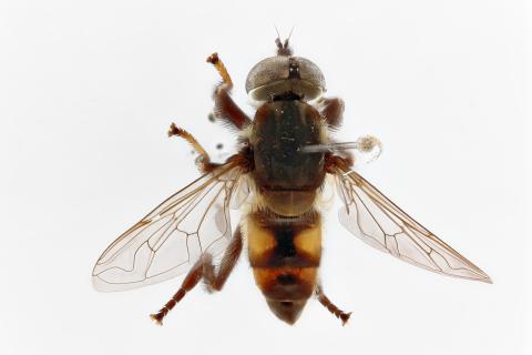 Mesembrius tarsatus Bigot, 1883