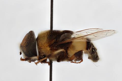 Phytomia natalensis Macquart