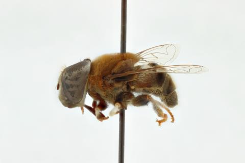 Phytomia bulligera (Austen, 1909)