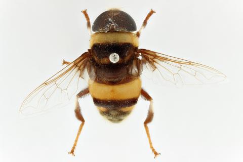 Phytomia curta (Loew 1858)