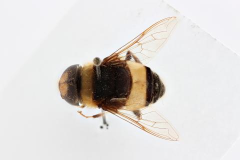 Phytomia natalensis Macquart