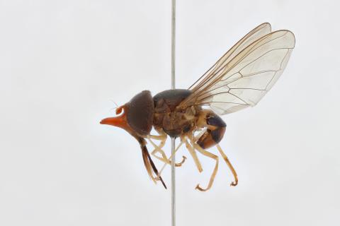 Rhingia pellucens Bezzi, 1915:52