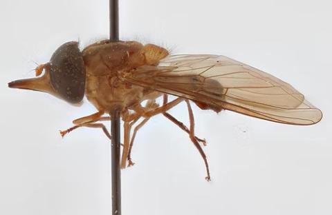 Rhingia trivittata Curran, 1929