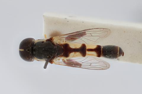 Syritta dentata Lyneborg & Barkemeyer, 2005