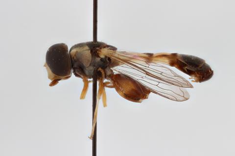 Syritta dentata Lyneborg & Barkemeyer, 2005