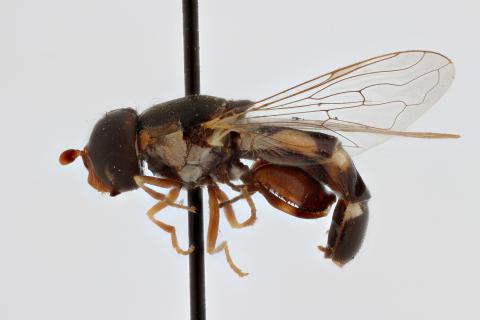 Syritta leucopleura Bigot, 1859