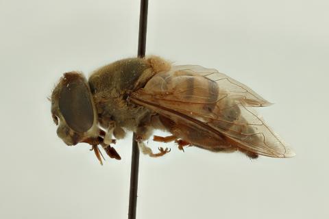 Simoides crassipes (Fabricius, 1805)