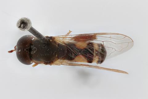Syritta leucopleura Bigot, 1859