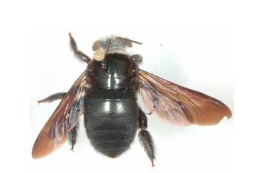 Xylocopa albiceps, femelle
