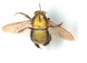 Xylocopa albiceps, mâle 