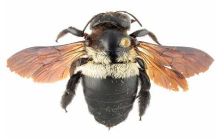  Xylocopa caffra, femelle