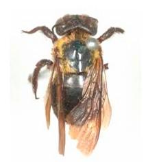 Xylocopa calcarata, femelle