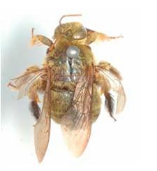 Xylocopa calcarata, mâle 