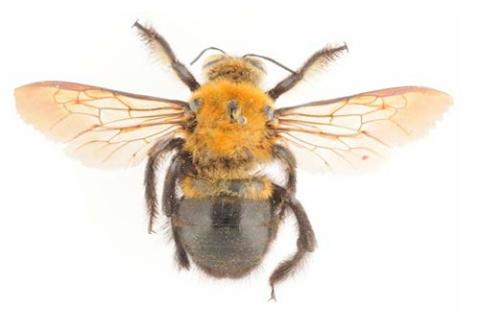 Xylocopa erythrina, mâle