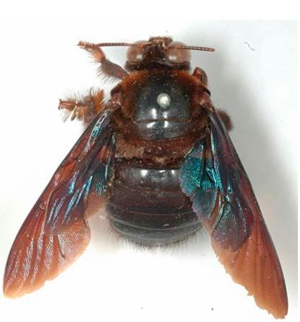 Xylocopa flavorufa var combusta, mâle 