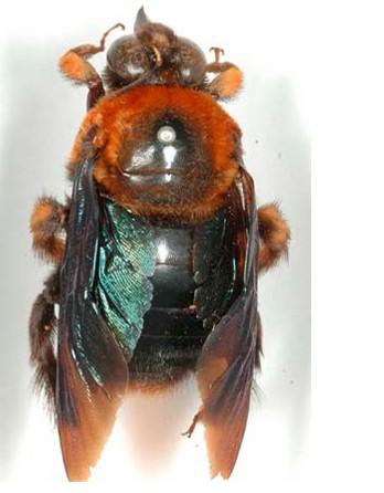 Xylocopa flavorufa, mâle 