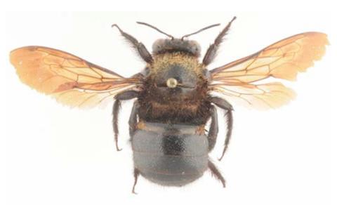 Xylocopa hottentota, mâle