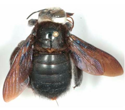 Xylocopa imitator, femelle