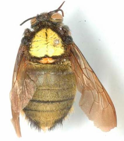 Xylocopa imitator, mâle