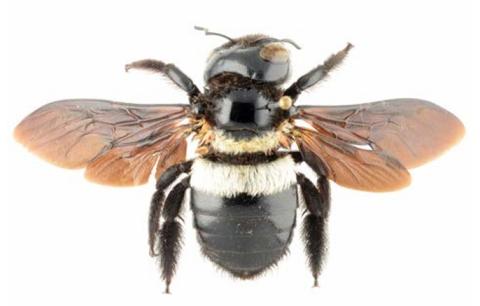 Xylocopa inconstans, femelle