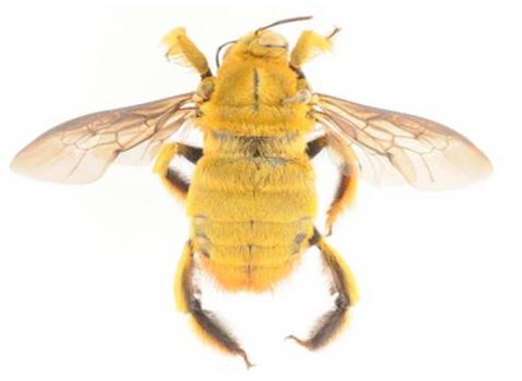 Xylocopa inconstans, mâle