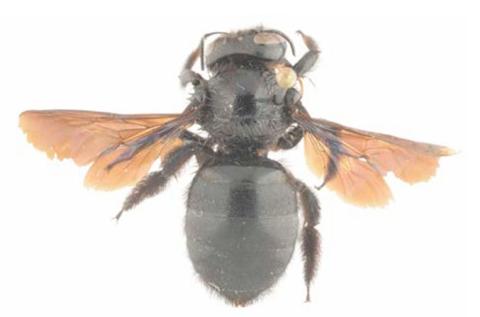 Xylocopa kamerunensis, femelle
