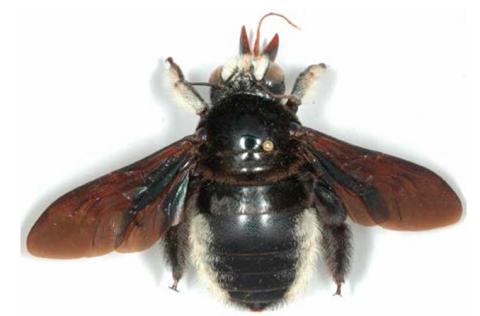 Xylocopa nigrita, femelle