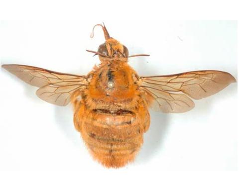 Xylocopa nigrita, mâle
