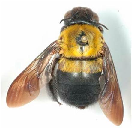Xylocopa olivacea, femelle