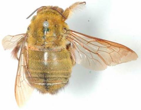 Xylocopa olivacea, mâle