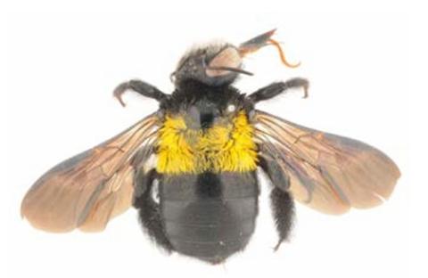 Xylocopa scioensis, femelle 