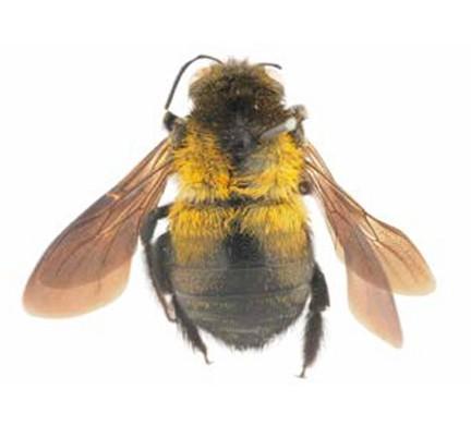 Xylocopa scioensis, mâle
