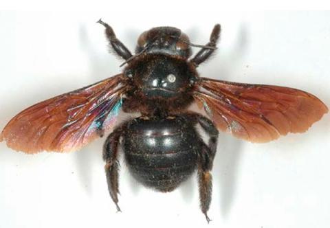 Xylocopa subjuncta, femelle