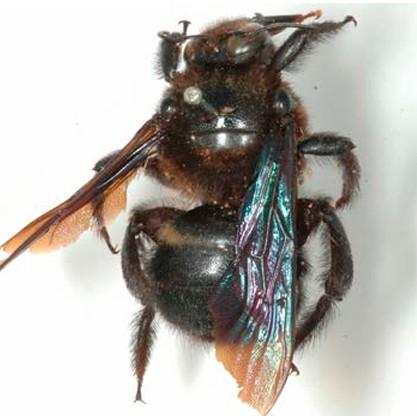 Xylocopa subjuncta, mâle