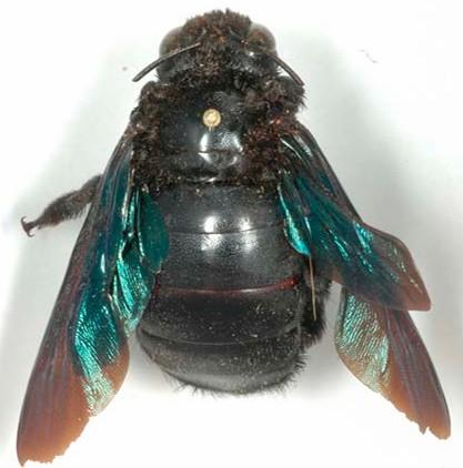 Xylocopa torrida, femelle