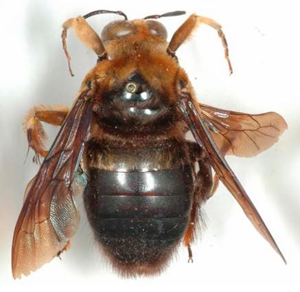 Xylocopa torrida, mâle